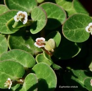 Euphorbia viridula. ( Chamaesyce viridula )euphorbiaceae.endémique Réunion. (2).jpeg
